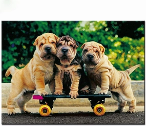 1000 Pieces Wooden Puzzle for Adults Three Shar Pei Dog Playing Skateboarding Jigsaw Puzzle Challenging for Youth Children Fun Puzzle Family Game Preschool Toys Best Gift