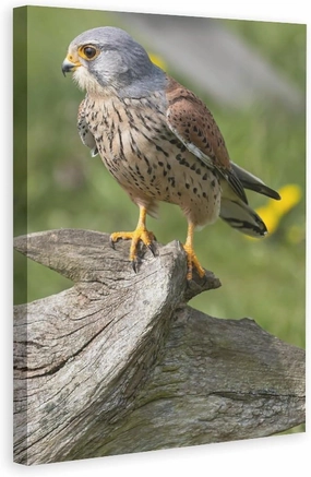 500 Piece Jigsaw Puzzles Small Common Kestrel Bird Wooden Puzzle for Adults and Kids Development Toys Games Gift