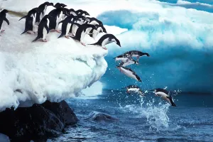 Adelie Penguin pygoscelis adeliae Group Leaping into Ocean Paulet Island in Antarctica Jigsaw Puzzle 500 Piece Wooden Adults in Nature Landscape Puzzles