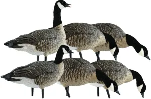 Avian X Lessers 6 Piece Fusion Realistic Design Goose Durable Decoy Set for Outdoor Hunting Sports and Recreation