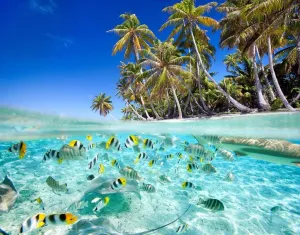 Beach Tropical Fish Puzzle for Adults and Teens 1000 Pieces Jigsaw Puzzle for Home Decoration Toys and Games,24de14poO06