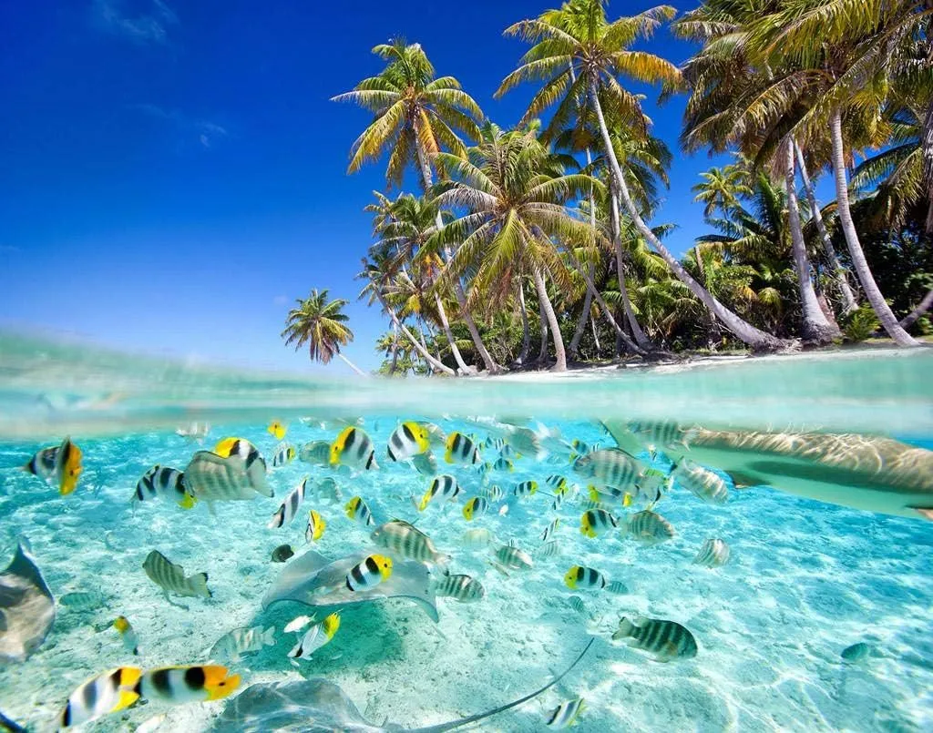 Beach Tropical Fish Puzzle for Adults and Teens 1000 Pieces Jigsaw Puzzle for Home Decoration Toys and Games,24de14poO06