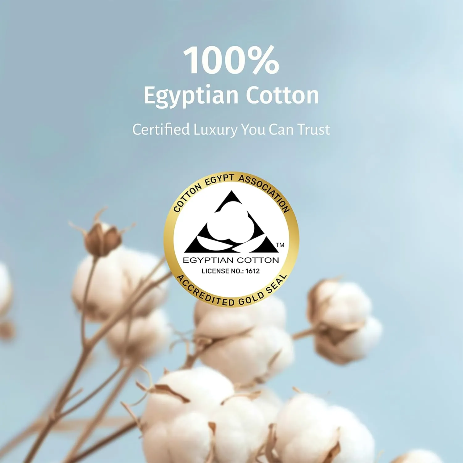 California Design Den Certified 100% Egyptian Cotton Sheets Queen Size Bed Set - Crisp Percale Queen Sheet Set Deep Pocket, Cool & Durable Luxury Bedding - White