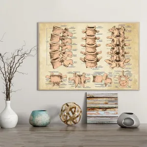 Chiropractor Lumbar Spine Structure 500 Piece Jigsaw Puzzle for Adults Families Kids Toys Gift Wooden Puzzles Vertebral Bones Spinal Structure Wall Decor Chiropractor Office Decor Chiropractic