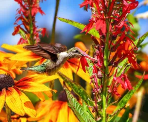 Springbok's Summer Hummingbird 500 Piece Jigsaw Puzzle for Adults Captures an Amazing Photo of a Hummingbird in Flight - Made in The USA