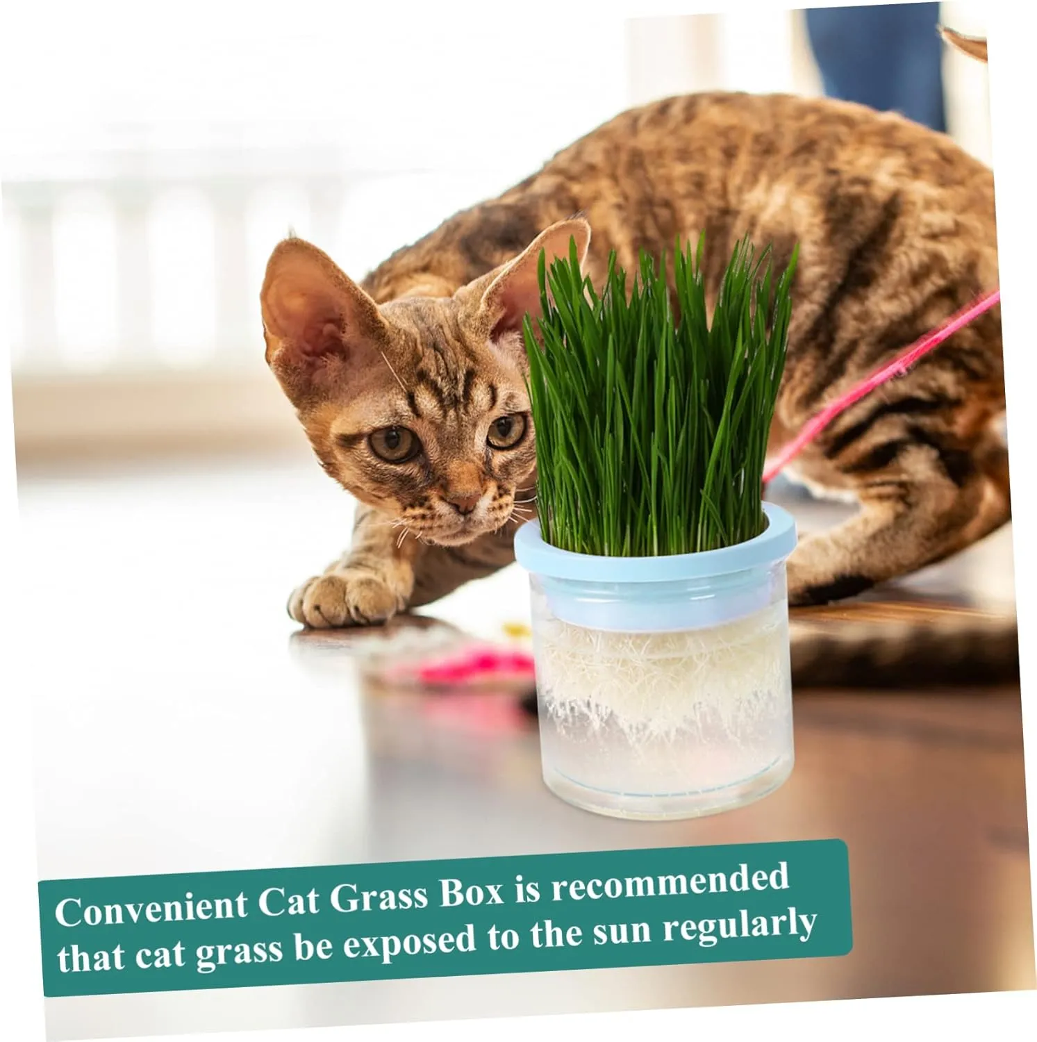 VANZACK Pcs Cat Grass Soilless Planter Large Capacity Hydroponic Plant Pot Cat Grass Growing Kit