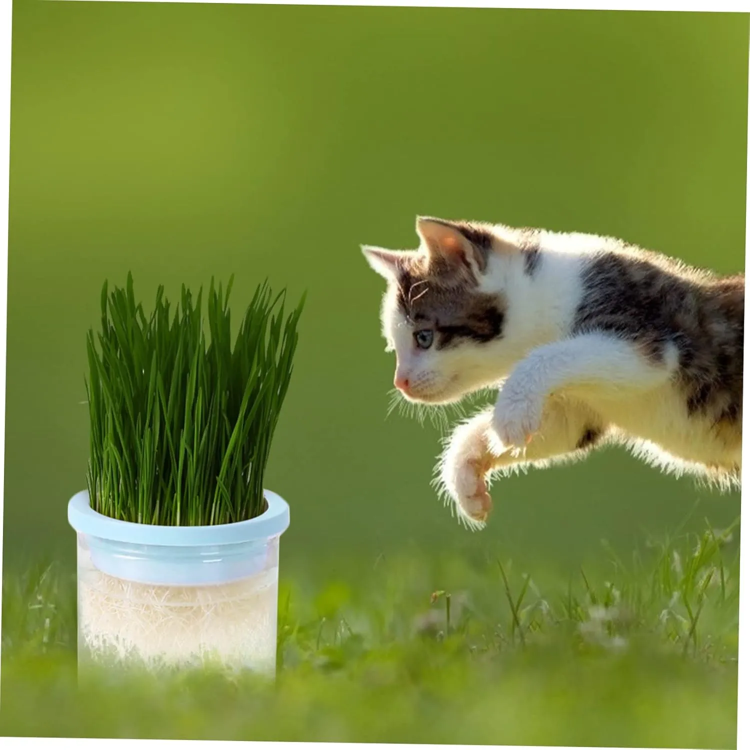 VANZACK Pcs Cat Grass Soilless Planter Large Capacity Hydroponic Plant Pot Cat Grass Growing Kit