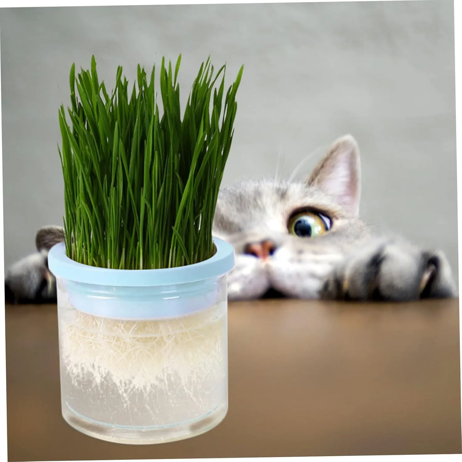 VANZACK Pcs Cat Grass Soilless Planter Large Capacity Hydroponic Plant Pot Cat Grass Growing Kit
