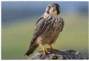 Wooden Puzzle -1000 Piece Falcons On The Grassland Printed Adult Puzzles, Perfect for Home Leisure and Entertainment -19.7x29.5 Inches
